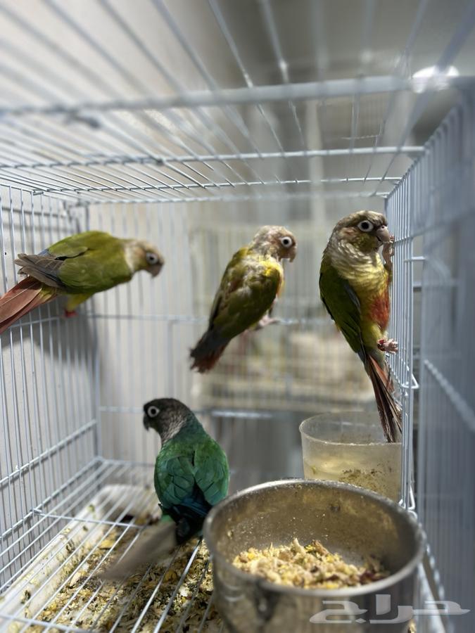 اجواز كنيور64219828652673112