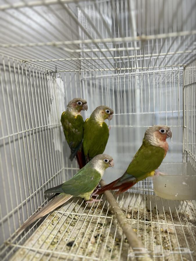 اجواز كنيور64219828652673110