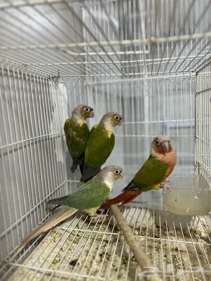 اجواز كنيور64219828652673111