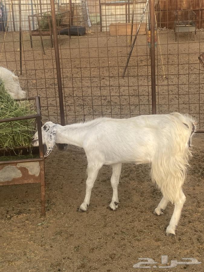 جفره جذعه للبيع64209993912194112