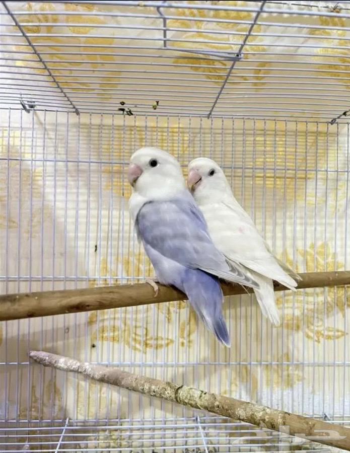 زوج روز منتج للبيع64231011505665110