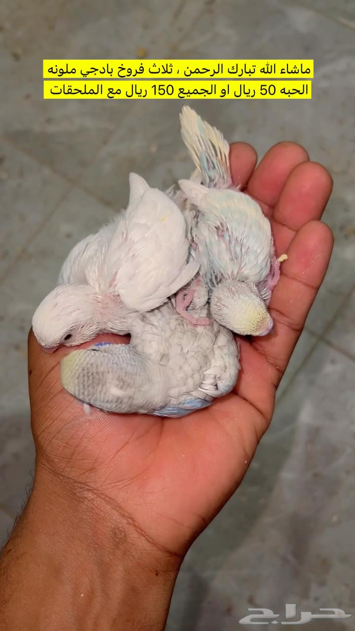 عرض فرخ بادجي بدايه غر لمحبين التربية و الهدد64217972754307110