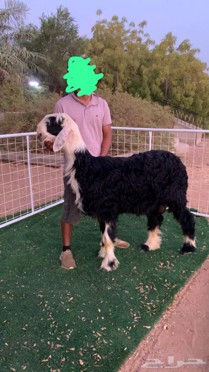 Najdi Stud Project Discount64226394526210111