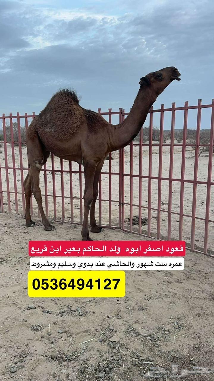 قعود اصفر مقنوي للبيع64230803111169110