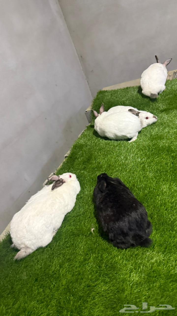 للبيع ارانب تم البيع64231023517185111