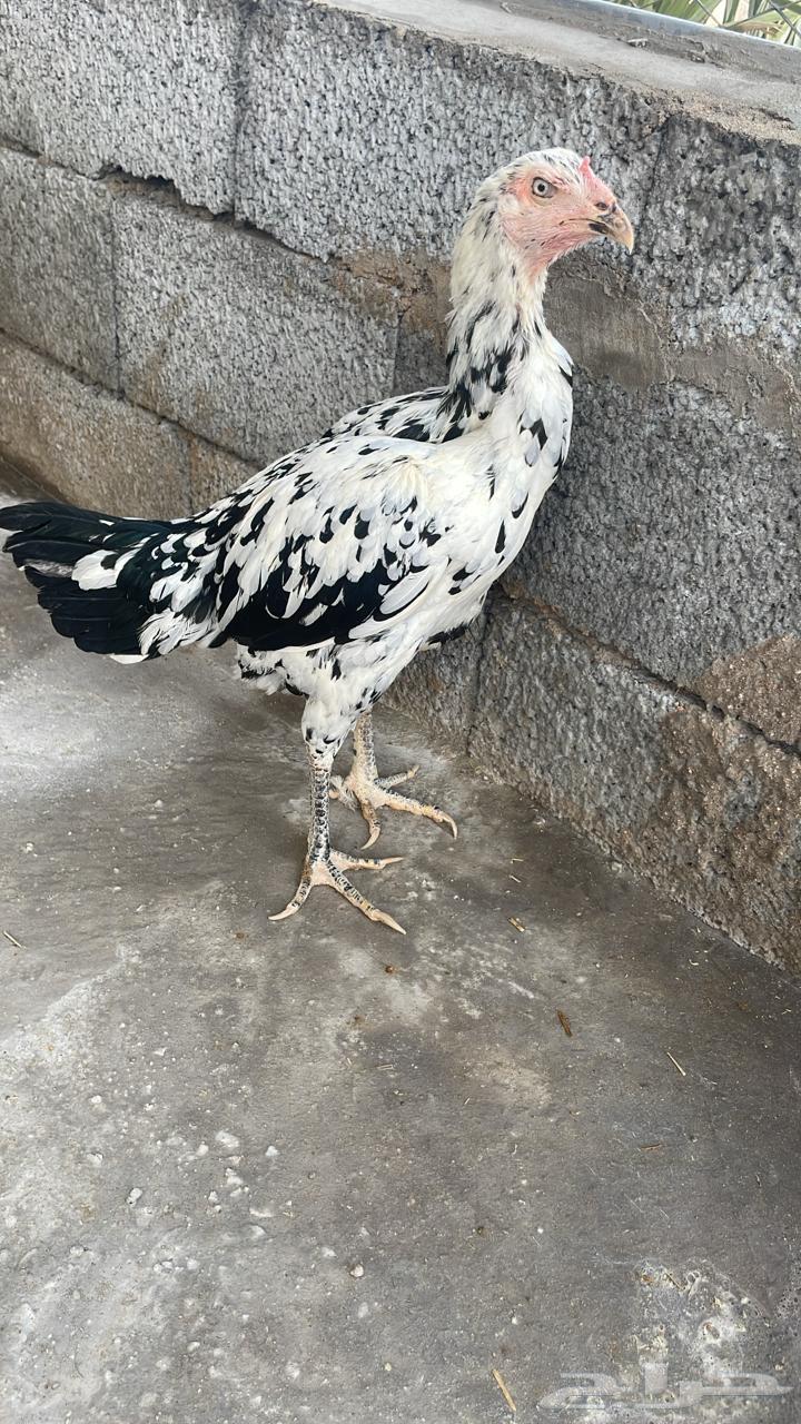 دجاجه سندي بوران64230646329345111