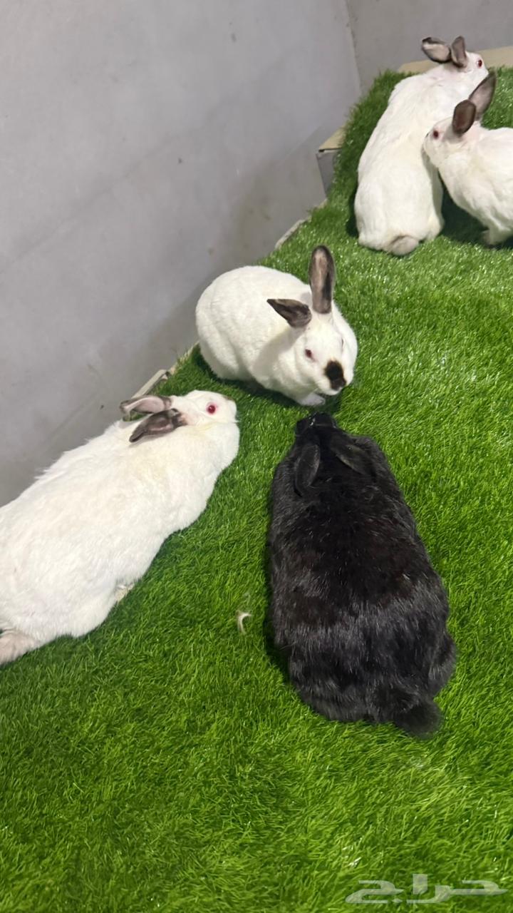 للبيع ارانب تم البيع64231023517185110