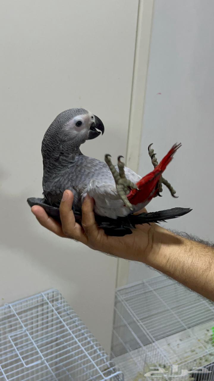 فرخ كاسكو اليف طفره تم البيع64227535585921110