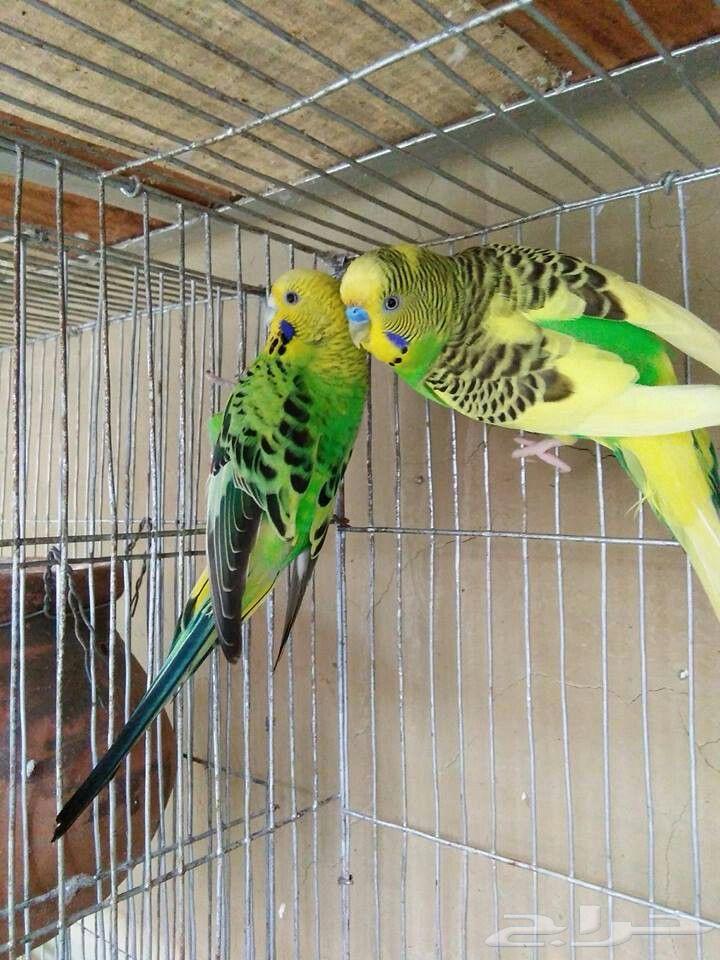 طيور حب عرض64225193814531111