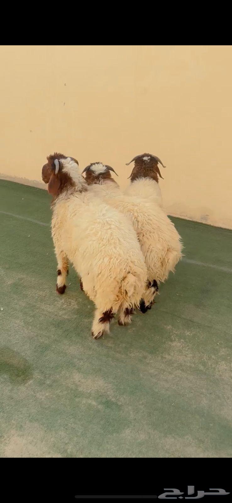 طليان نعيم الريآض حي الشفآء آي مكان نوصل فيه ذبح باقي آثنين64224246122882111