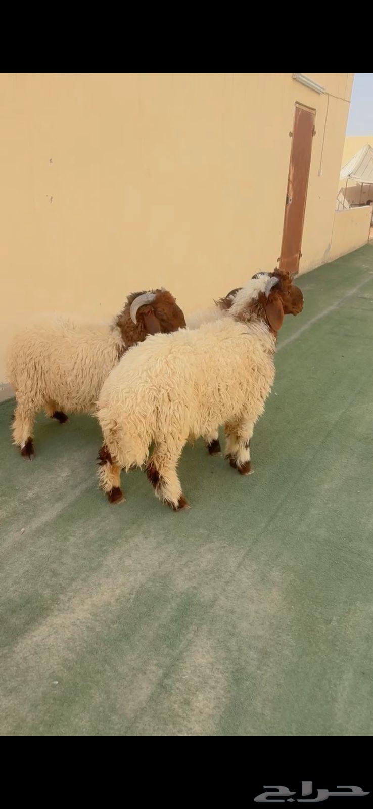 طليان نعيم الريآض حي الشفآء آي مكان نوصل فيه ذبح باقي 364210450504323110
