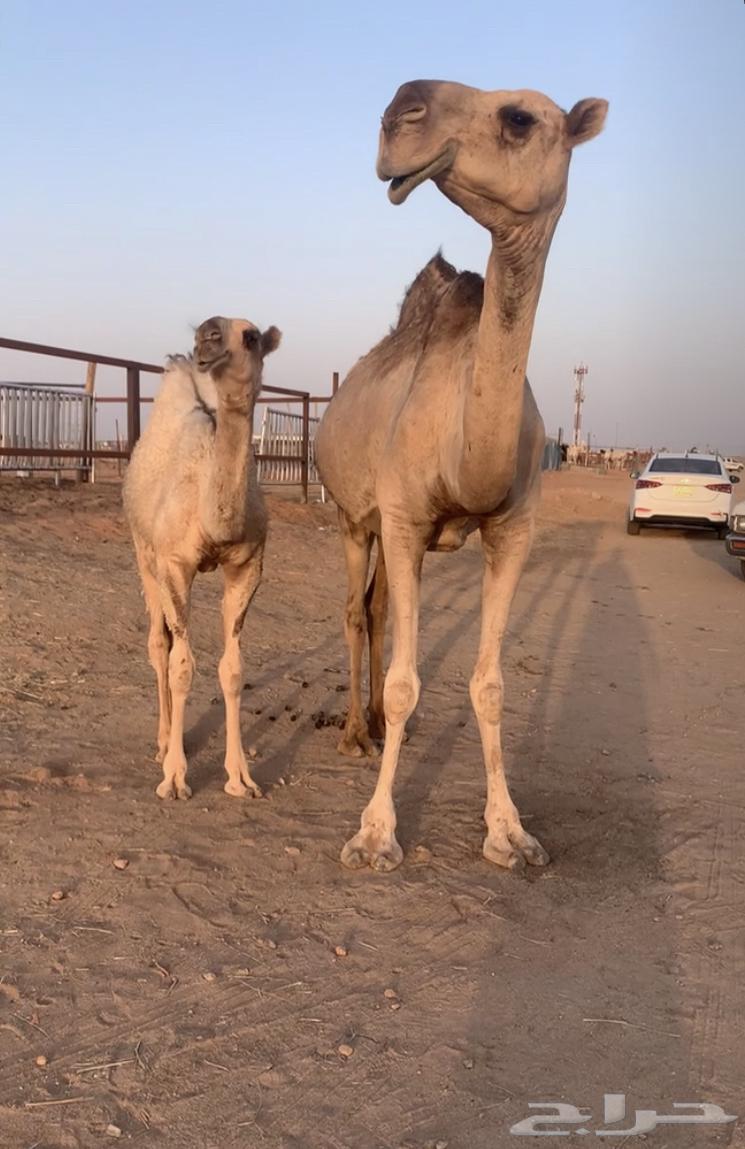 I will buy it tomorrow, it's good. Sold64229793983747114