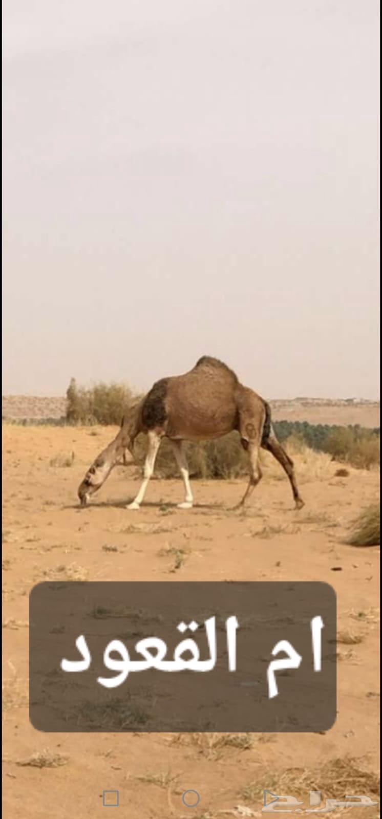 قعود فحل حق يلقي بالشتاء القادم باذن الله64224533905409112