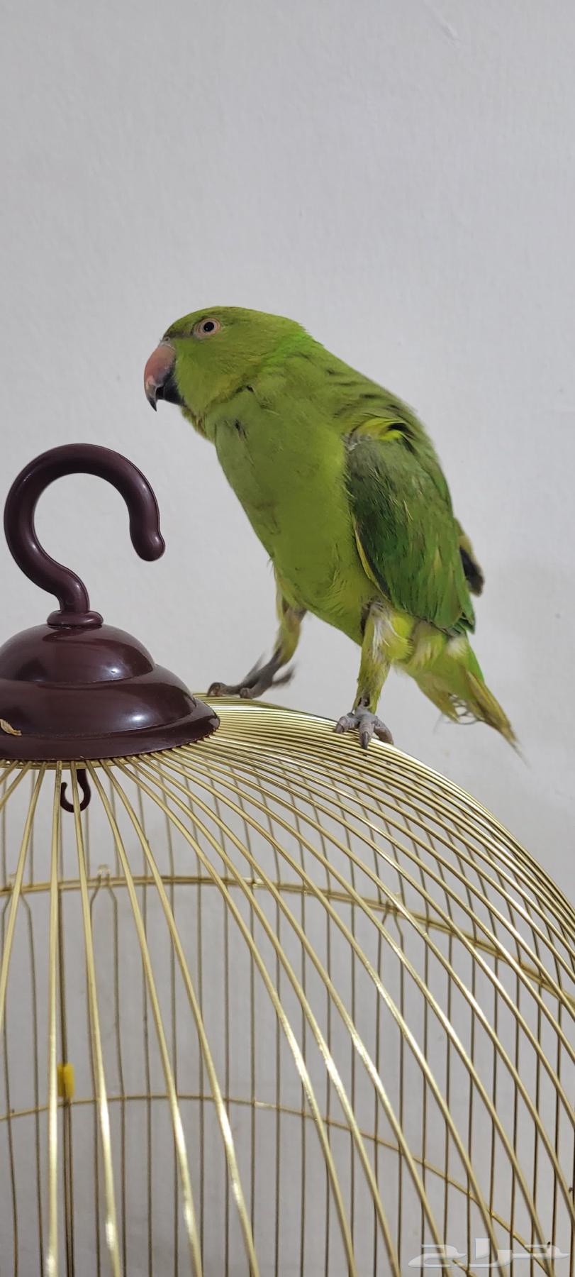 Parrot64219655403779114