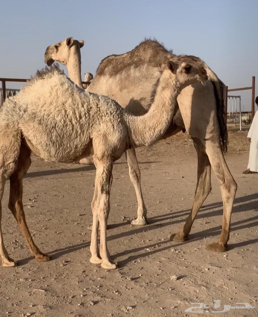 I will buy it tomorrow, it's good. Sold64229793983747112