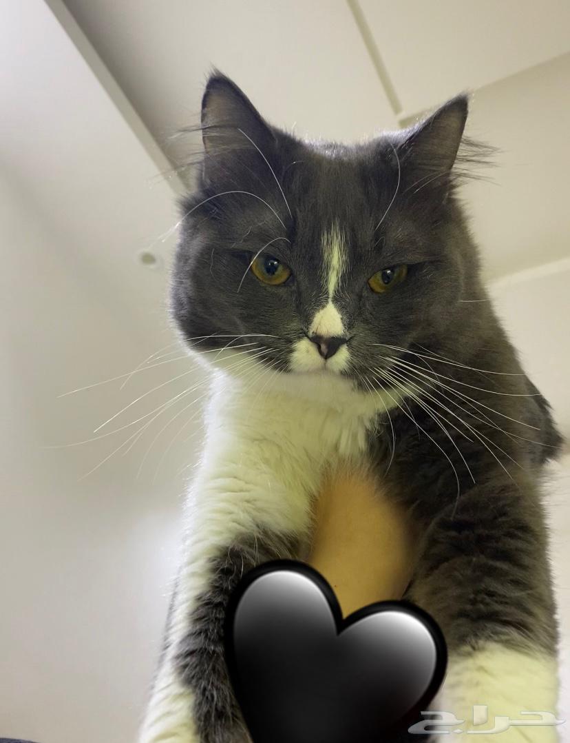قط اليف ولعوب للبيع64211083903106114