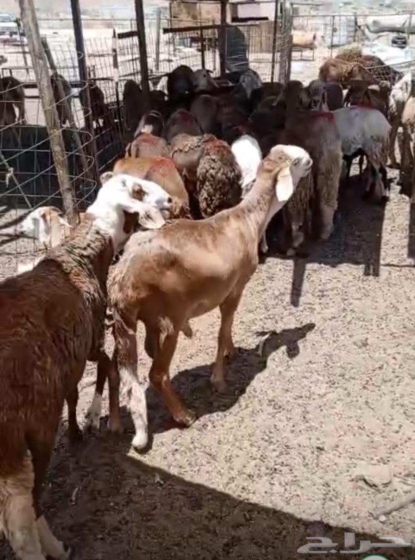 طليان سواكني حمري وزن للمناسبات64217785301890111