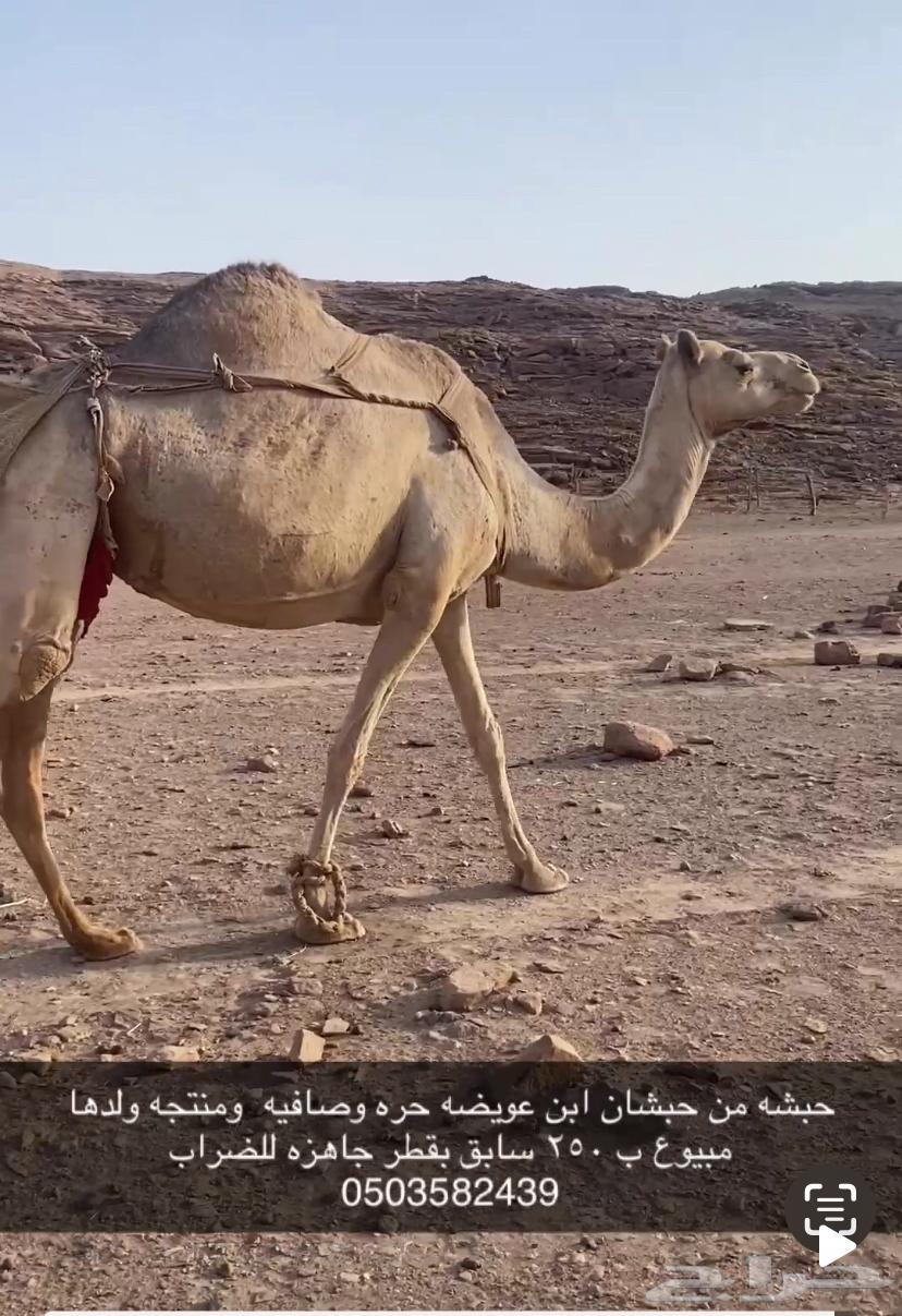 ناقه حره حويطيه64227706357507111