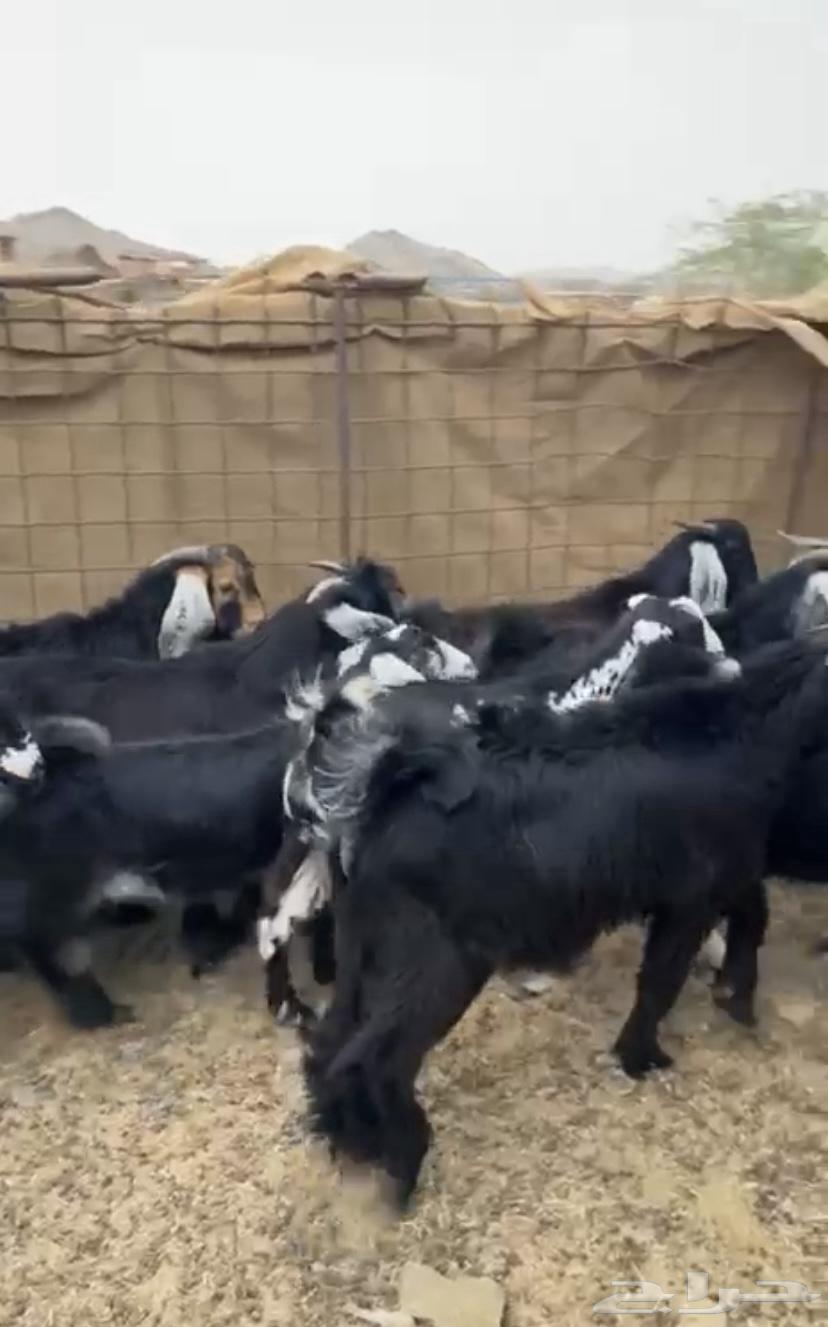 Tios and Jifar, good and clean condition64226975276931112