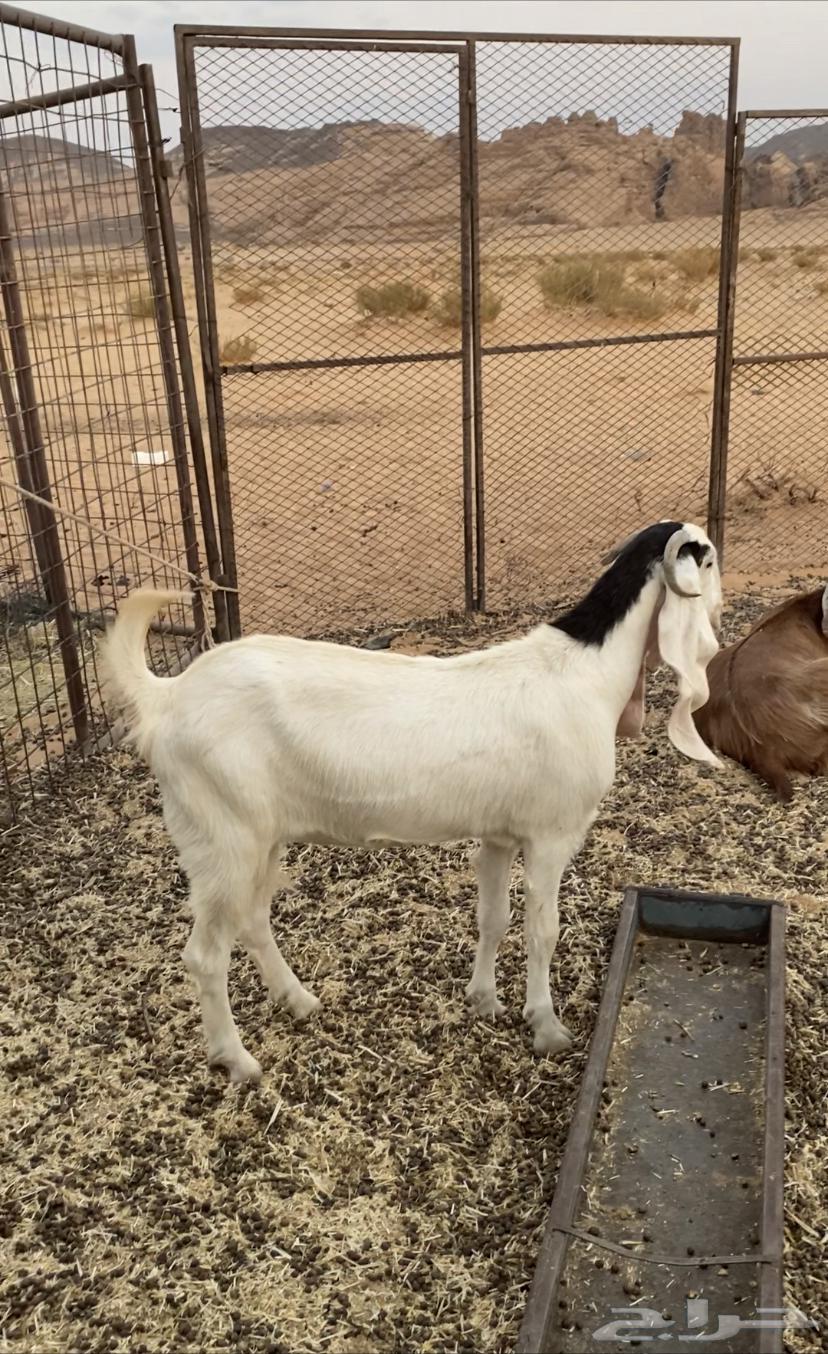 عناق للبيع ا64222319840386111