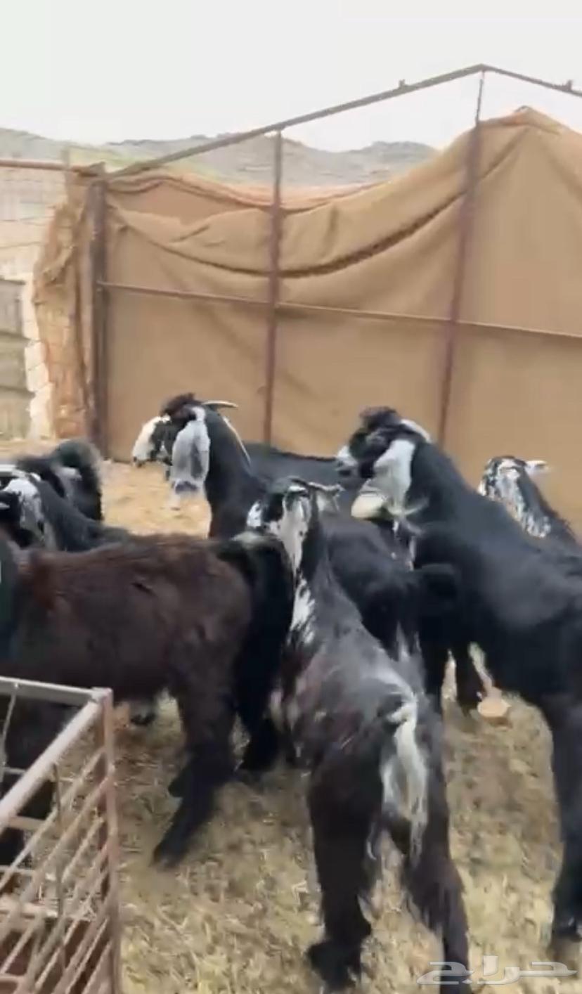 Tios and Jifar, good and clean condition64226975276931110