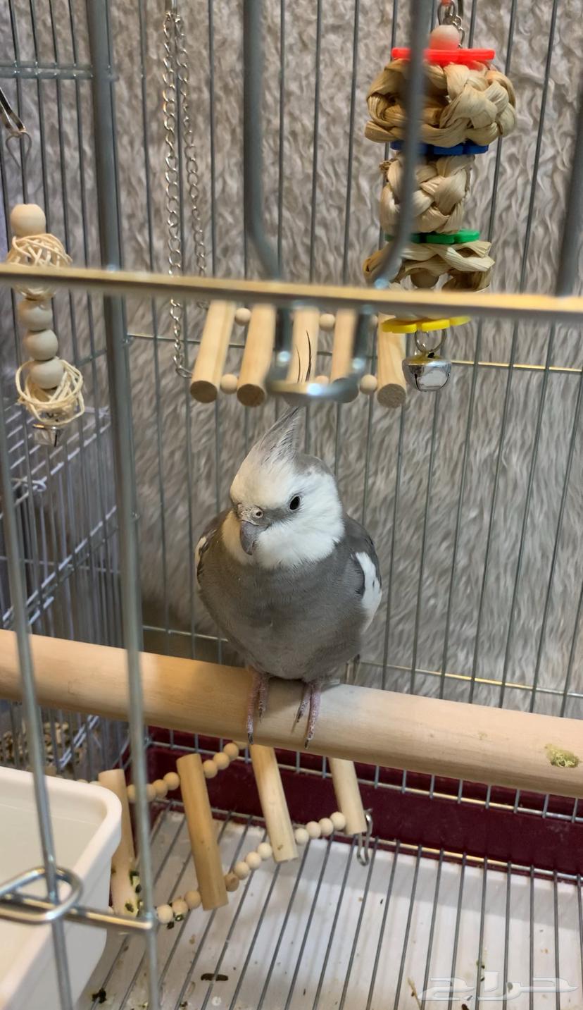 كروان هولندي64229479604993111