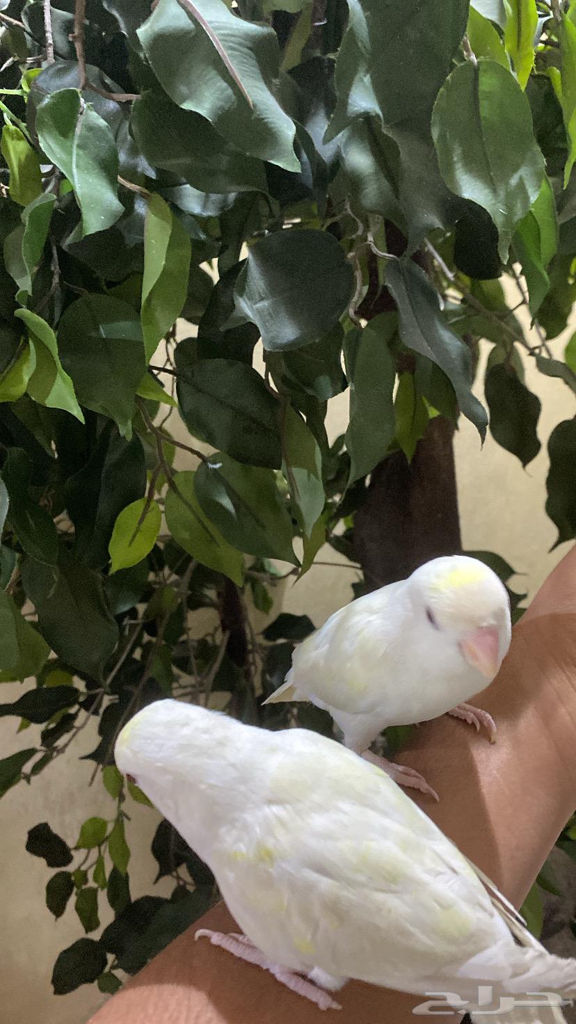 زوج روز البينو الليف (تم البيع)64207387181825111