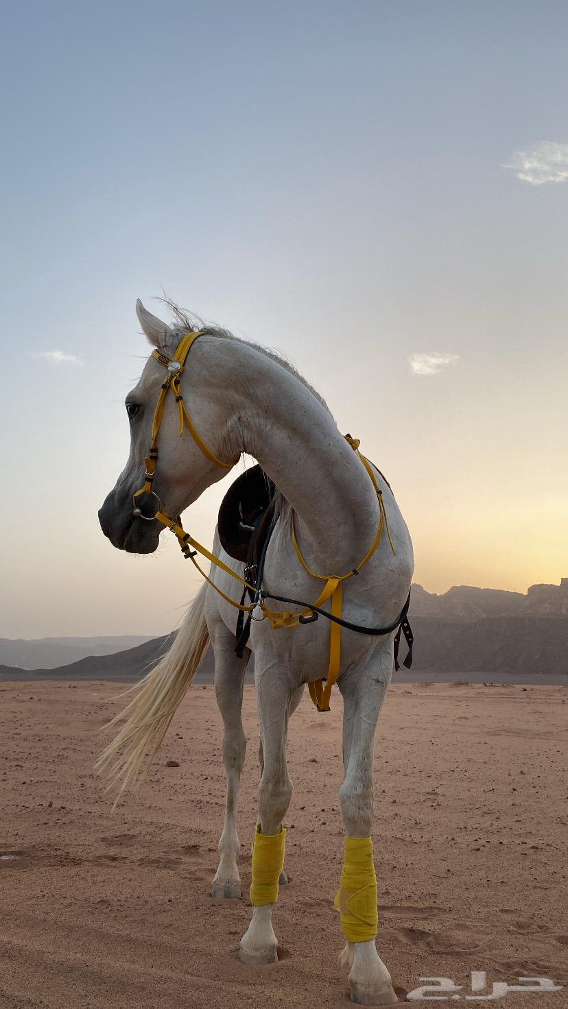 حصان شعبي64213380267650113