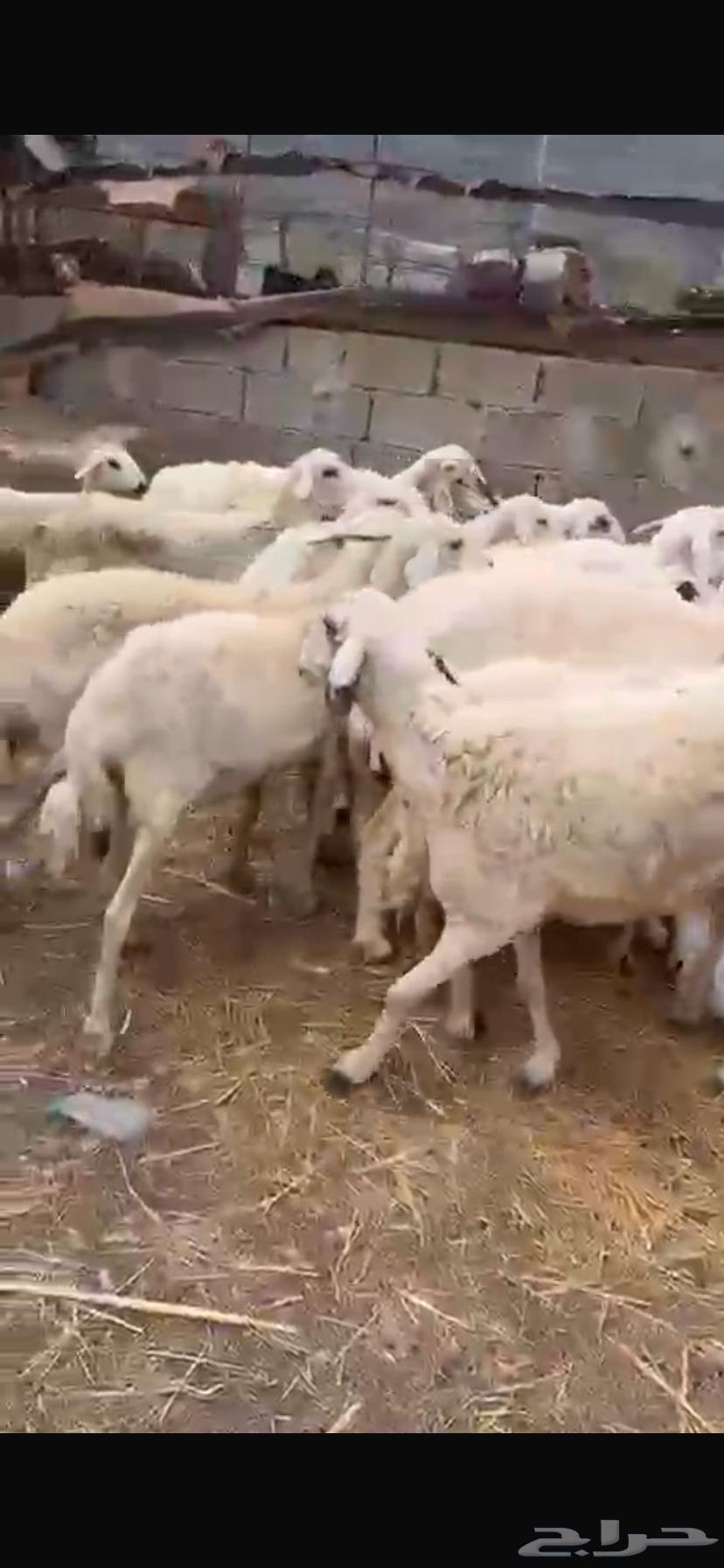 (((SOLD))) Sheep for sale64222774046978111