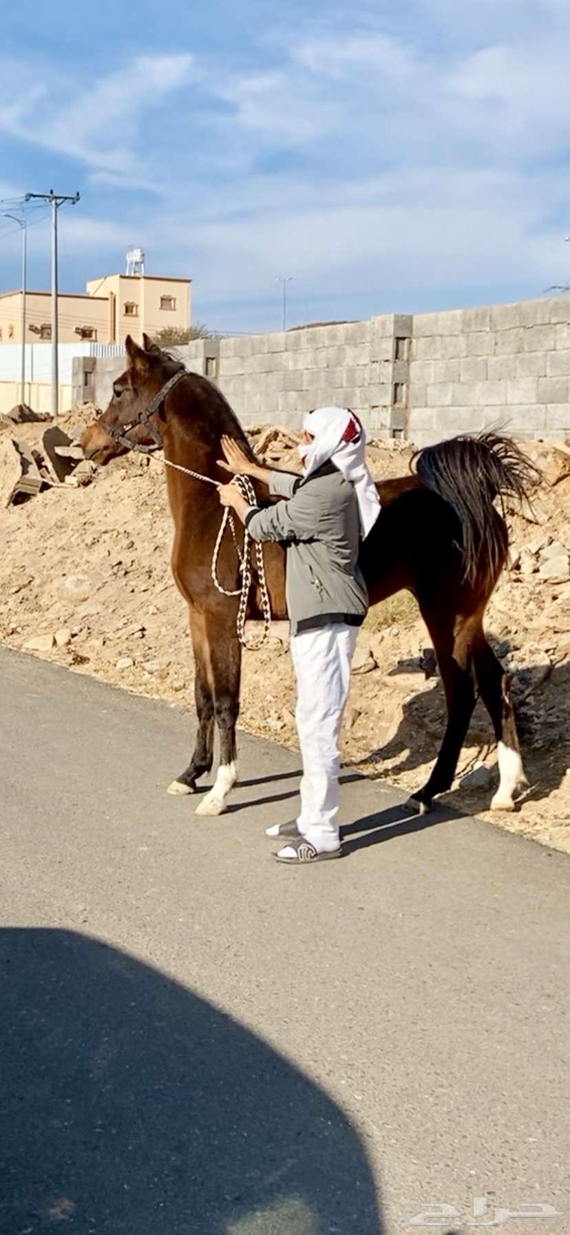 للبيع مهره شعبيه64224992058243114