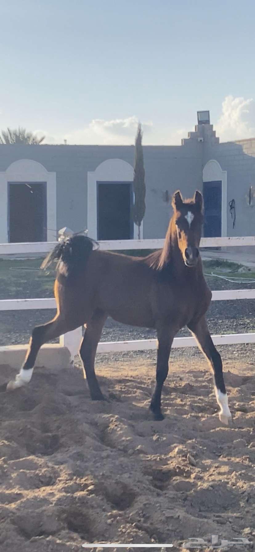 للبيع مهره شعبيه64224992058243111