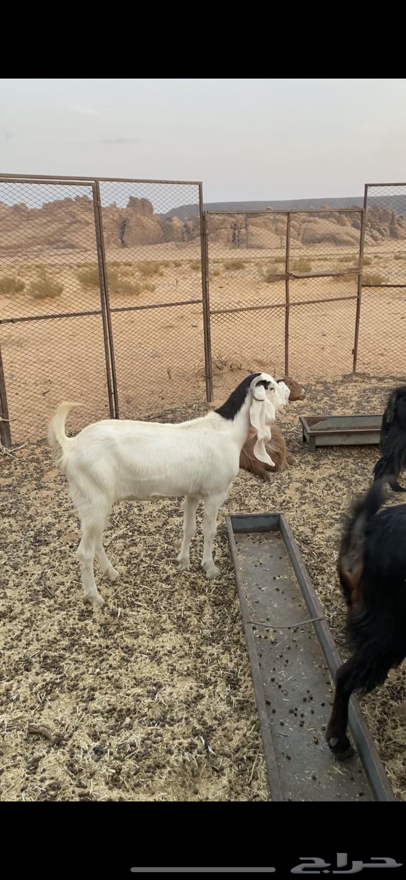 عناق للبيع ا64222319840386112