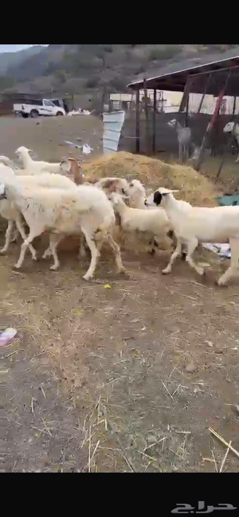 (((SOLD))) Sheep for sale64222774046978113