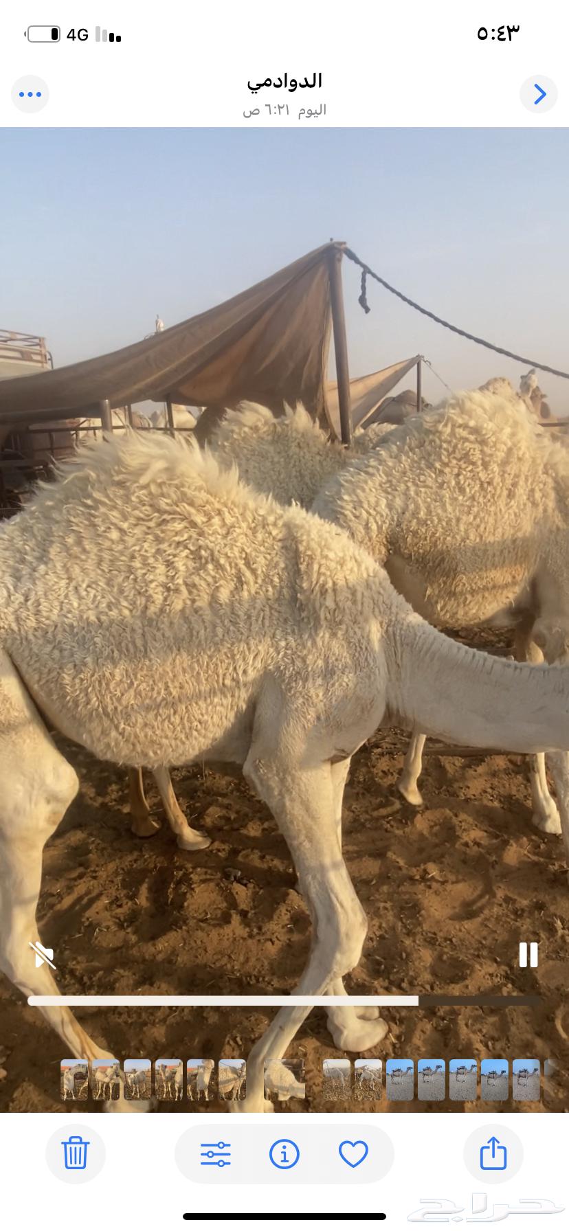 للبيع قعدان64221909329153110