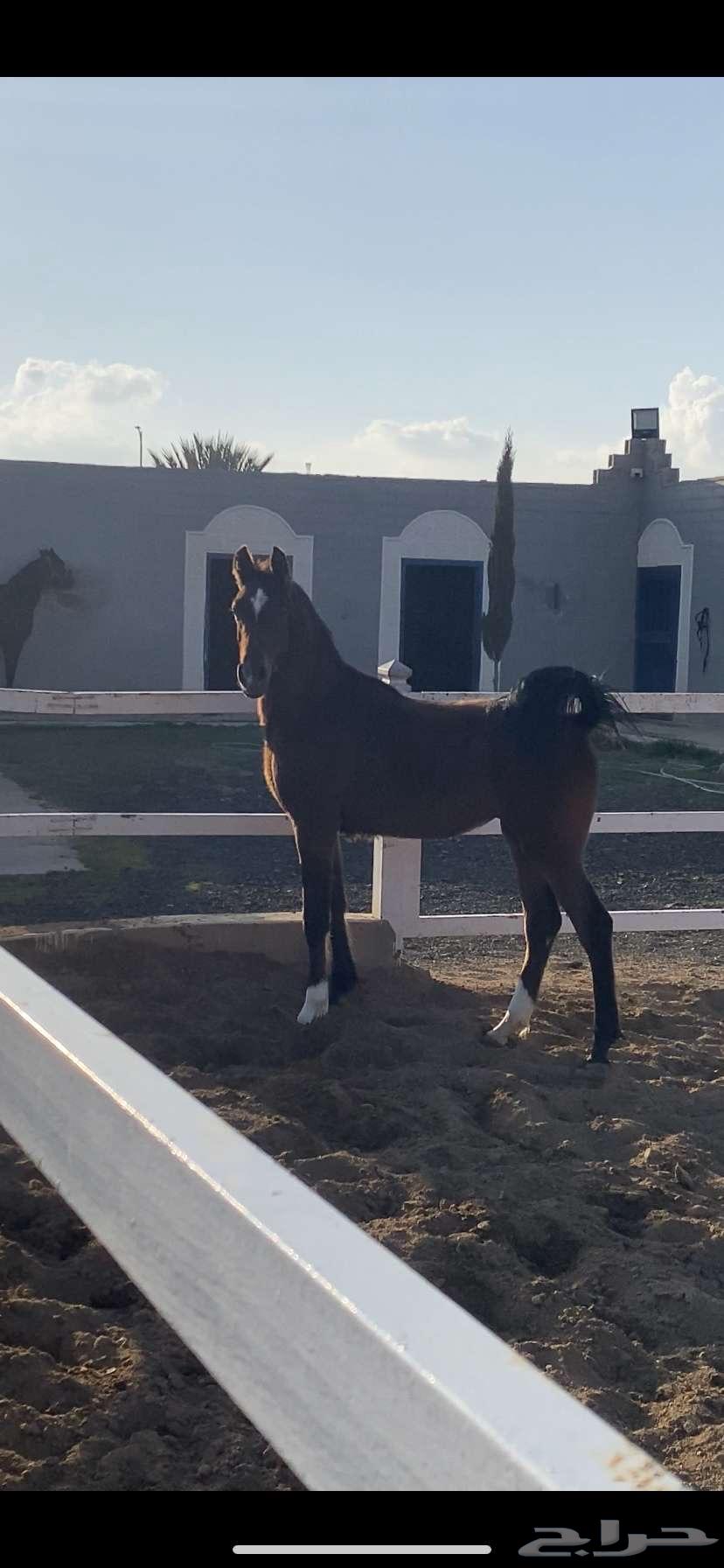 للبيع مهره شعبيه64224992058243112