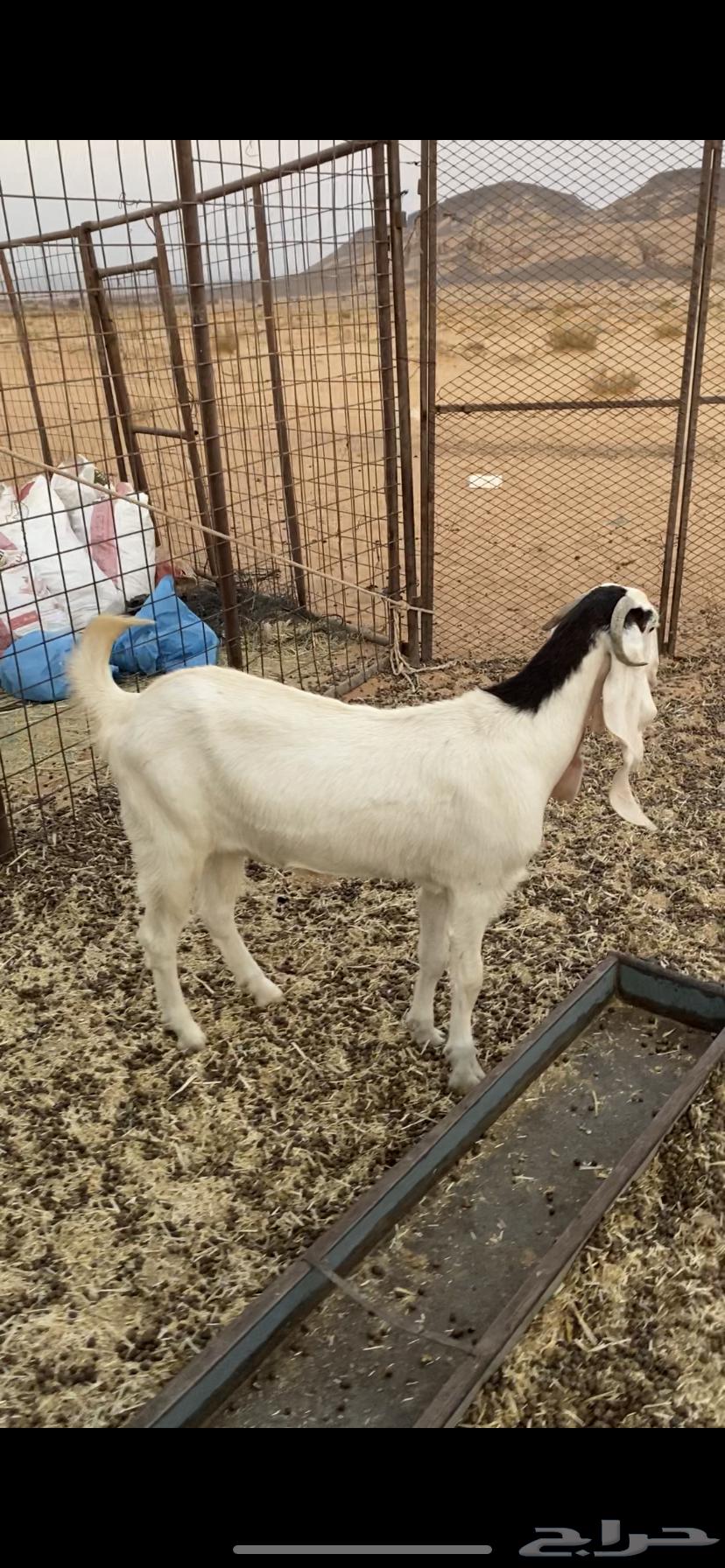 عناق للبيع ا64222319840386110