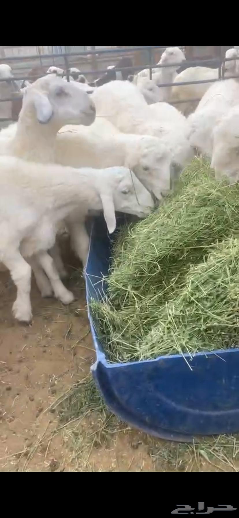 Sheep for sale with delivery from Deira64221909214467110
