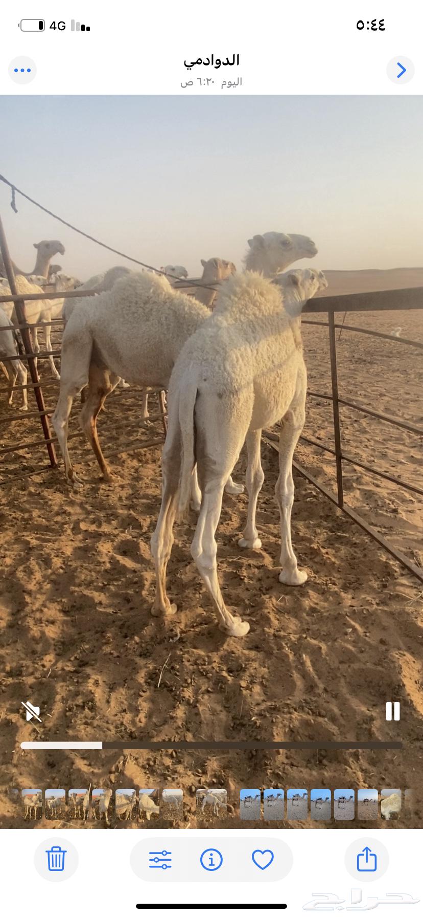 للبيع قعدان64221909329153112