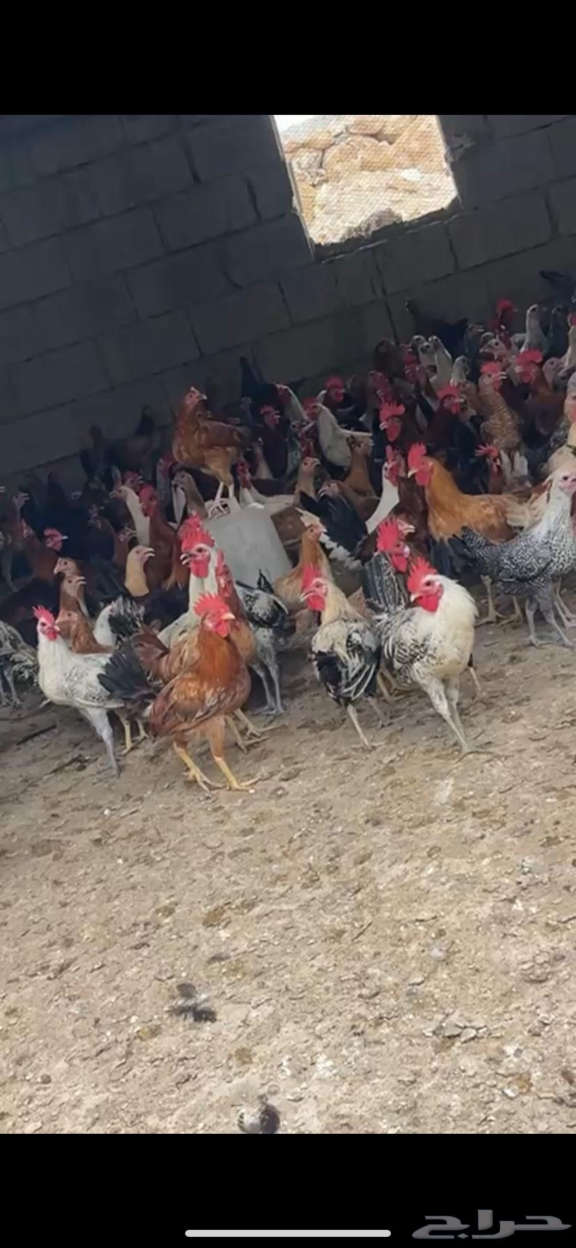 Chicken for sale, number 140, Muhayil, Asir64229479367171110