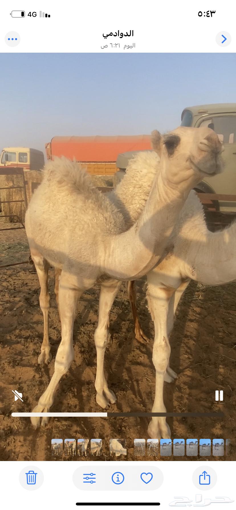 للبيع قعدان64221909329153113