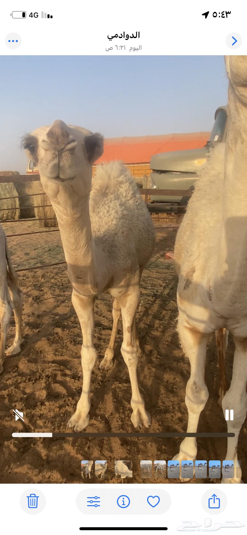 للبيع قعدان64221909329153114