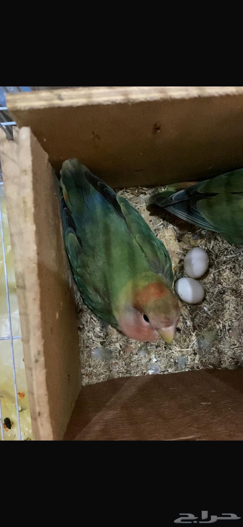 Husband required for the day64214710384001110