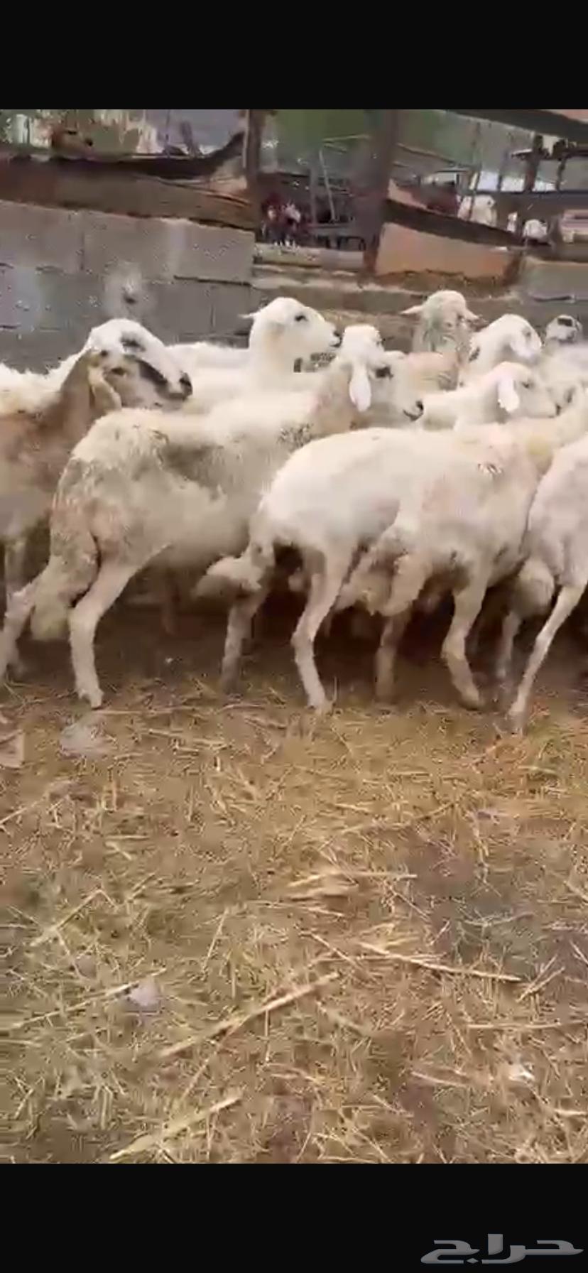 (((SOLD))) Sheep for sale64222774046978110