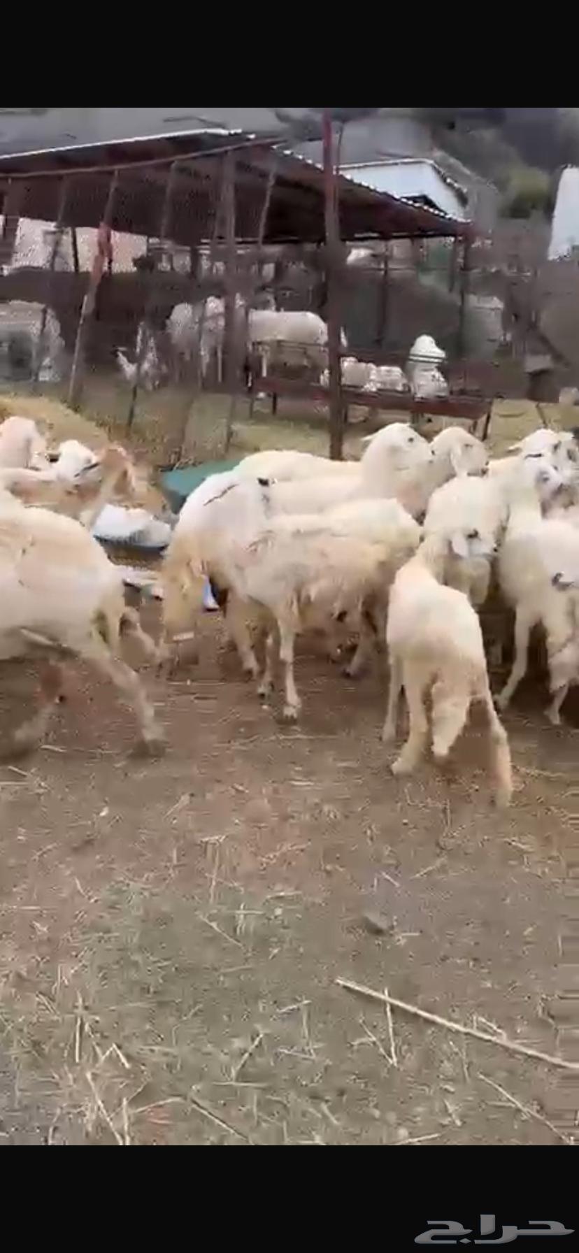 (((SOLD))) Sheep for sale64222774046978114