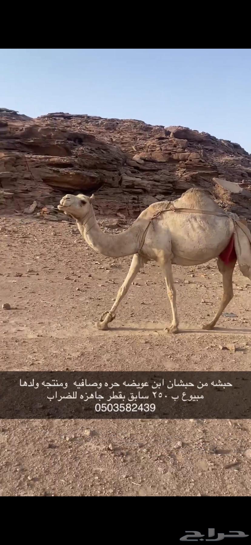 ناقه حره حويطيه64227706357507110