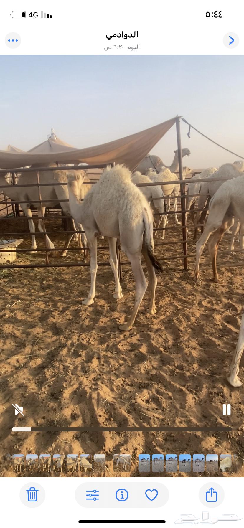 للبيع قعدان64221909329153111