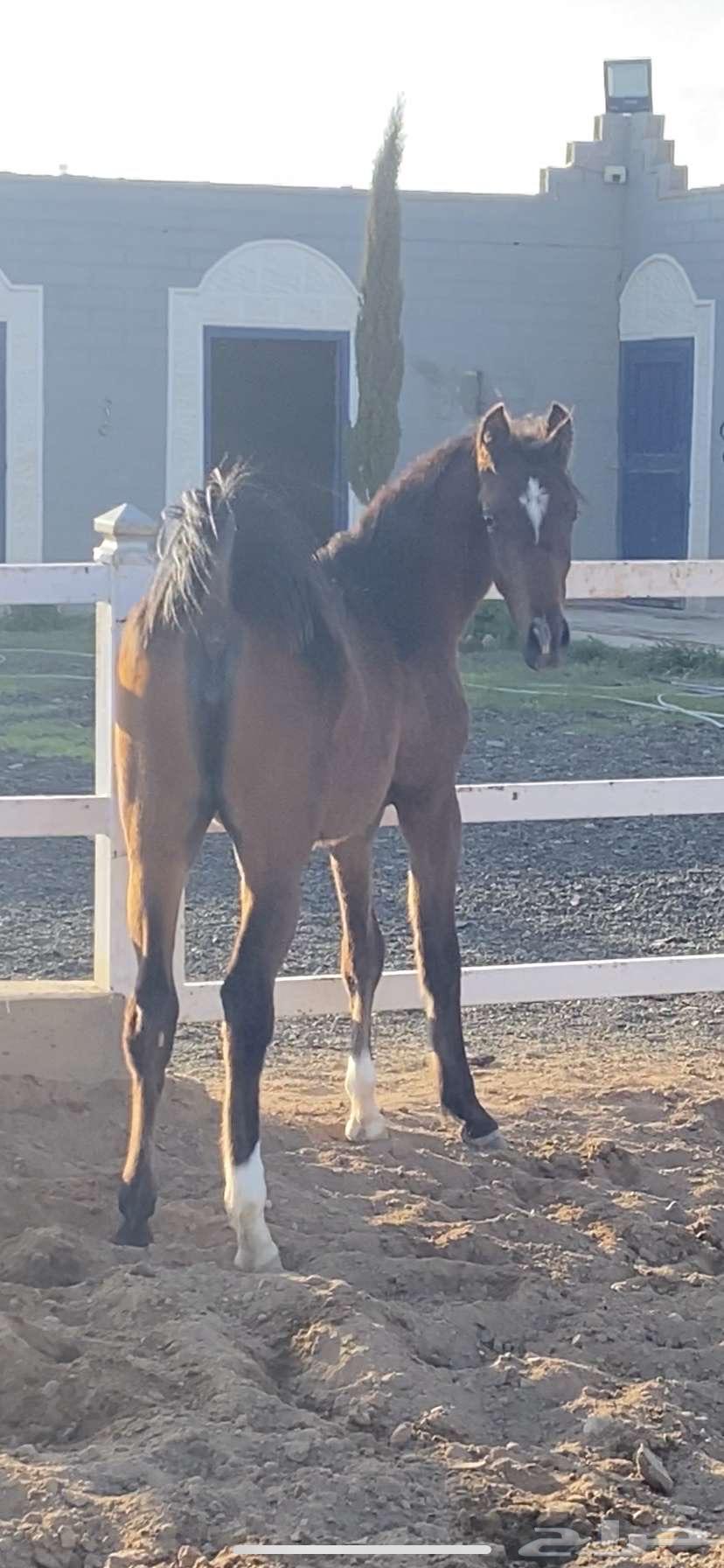 للبيع مهره شعبيه64224992058243110