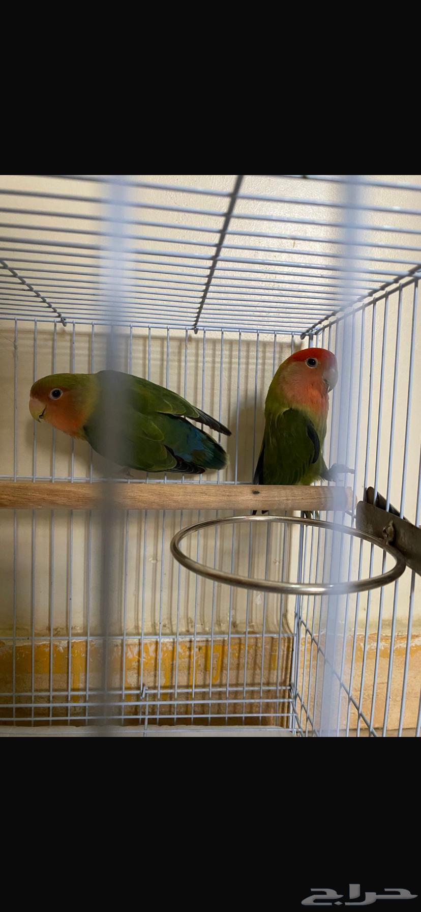 Husband required for the day64214710384001111