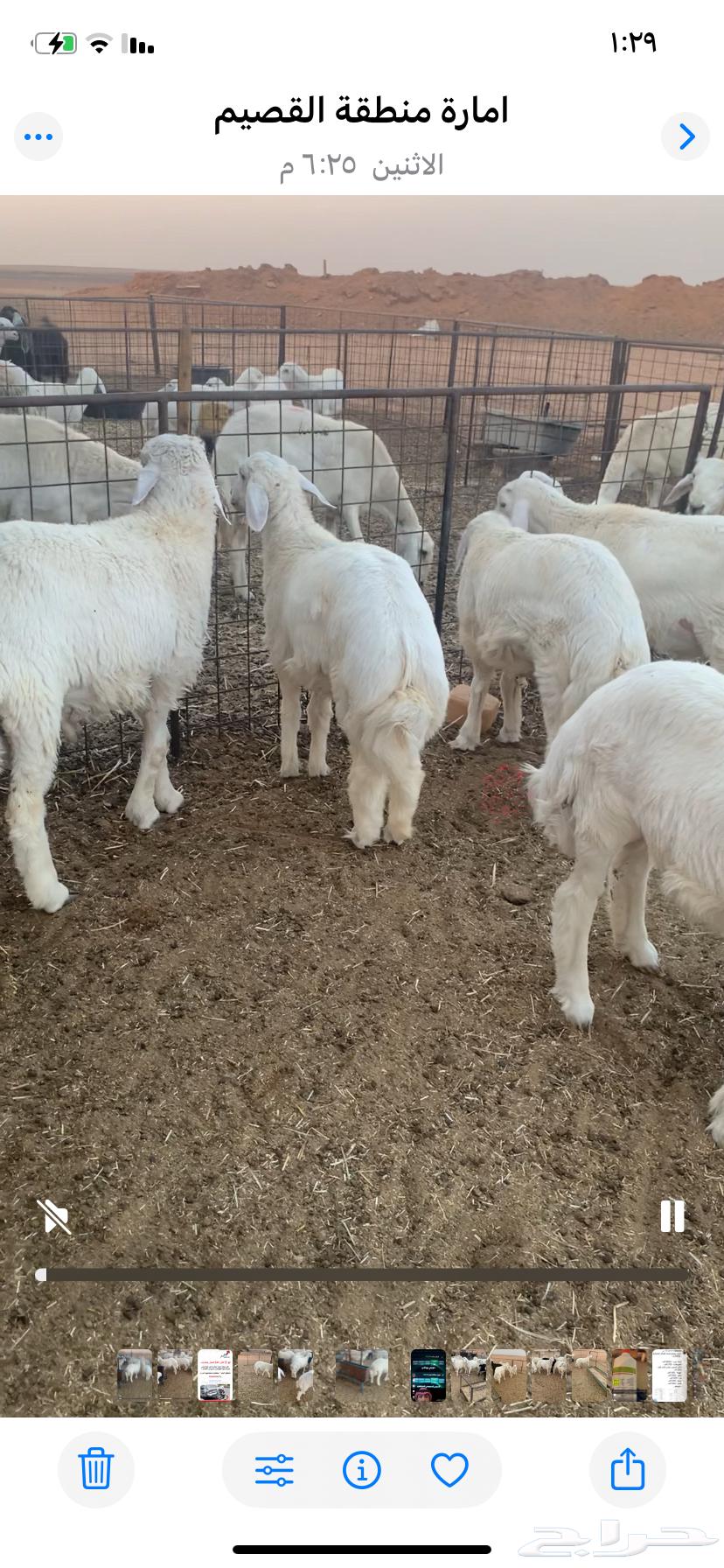 خرفان للبيع حريات64226758417155110