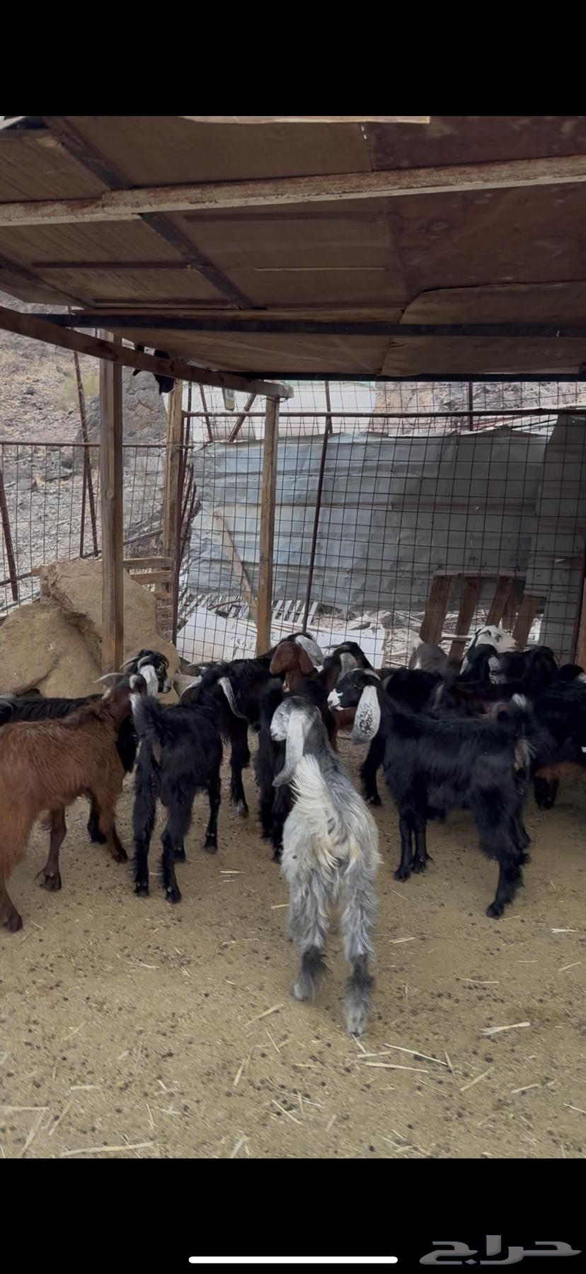 بهم تيوس وجفار للبيع64228386478082113